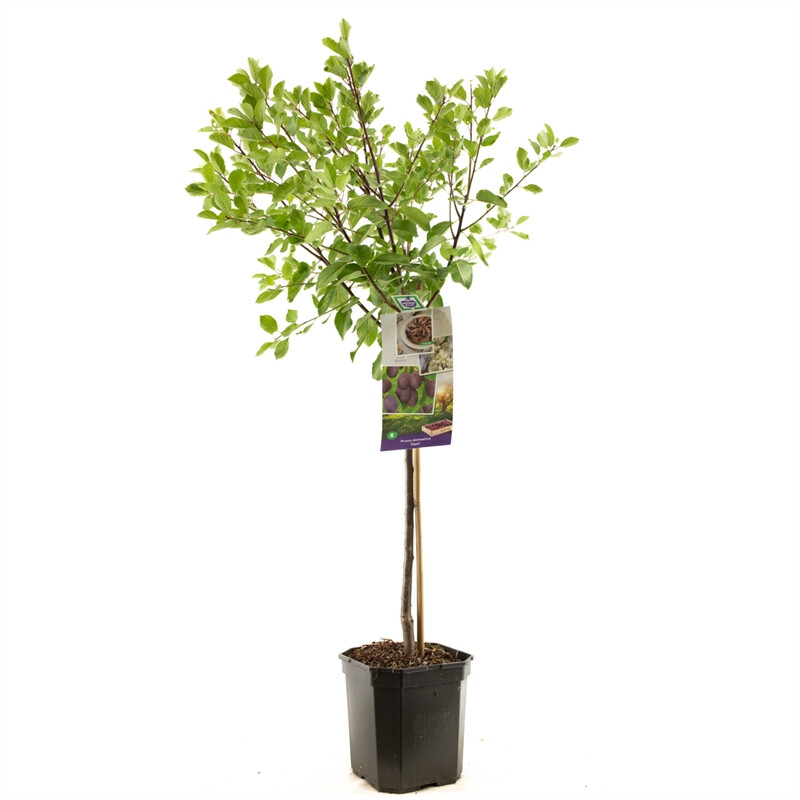Afbeedling Prunus dom. Opal laagstam - Spekvoordeel.nl