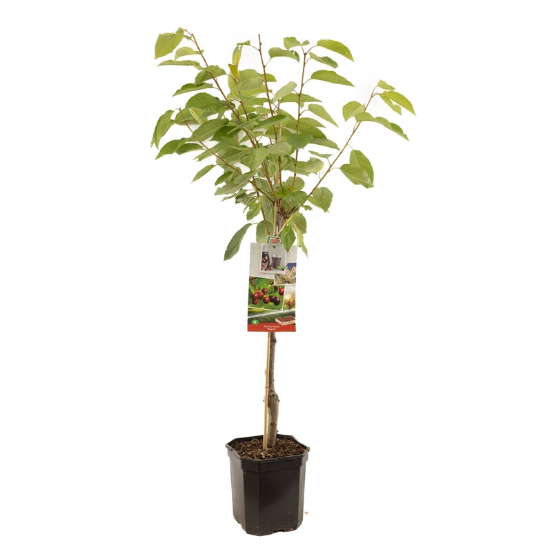 Afbeedling Prunus avium Regina laagstam - Spekvoordeel.nl