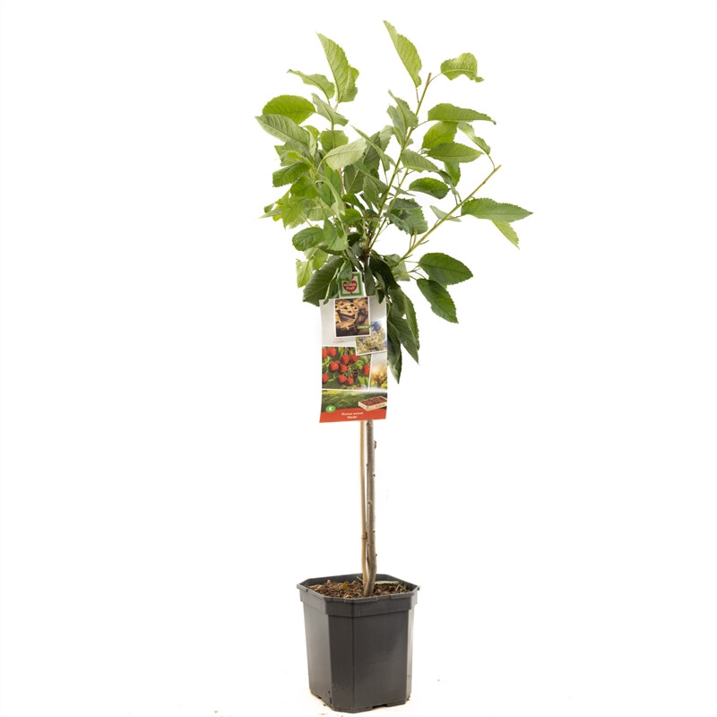 Afbeedling Prunus avium Stella laagstam - Spekvoordeel.nl