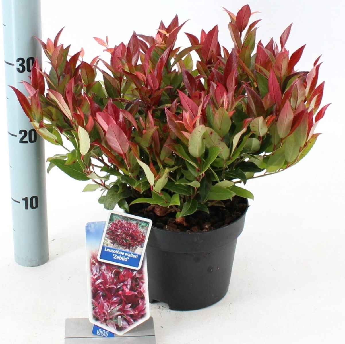 Afbeedling Leucothoe 'Zeblid' - Spekvoordeel.nl