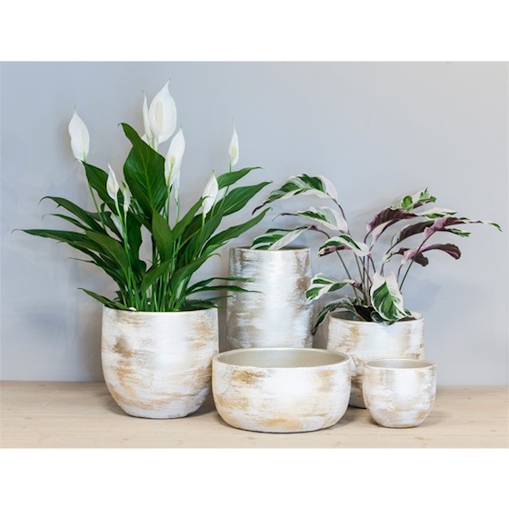 Binnenpot Madeira wit - Afbeelding 2