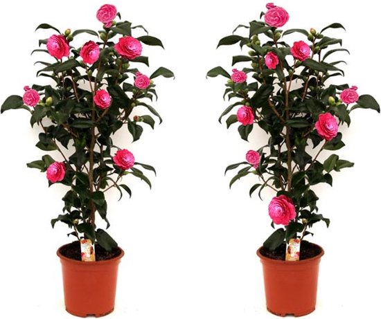 Afbeedling Camelia japonica - Spekvoordeel.nl