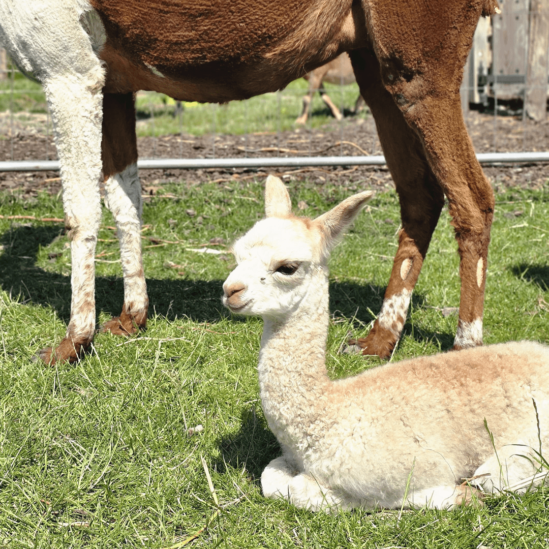 Afbeelding bij nieuwsbericht - Bijzonder kraambezoek bij Spek! Er is een baby-alpaca geboren! - Spekvoordeel.nl