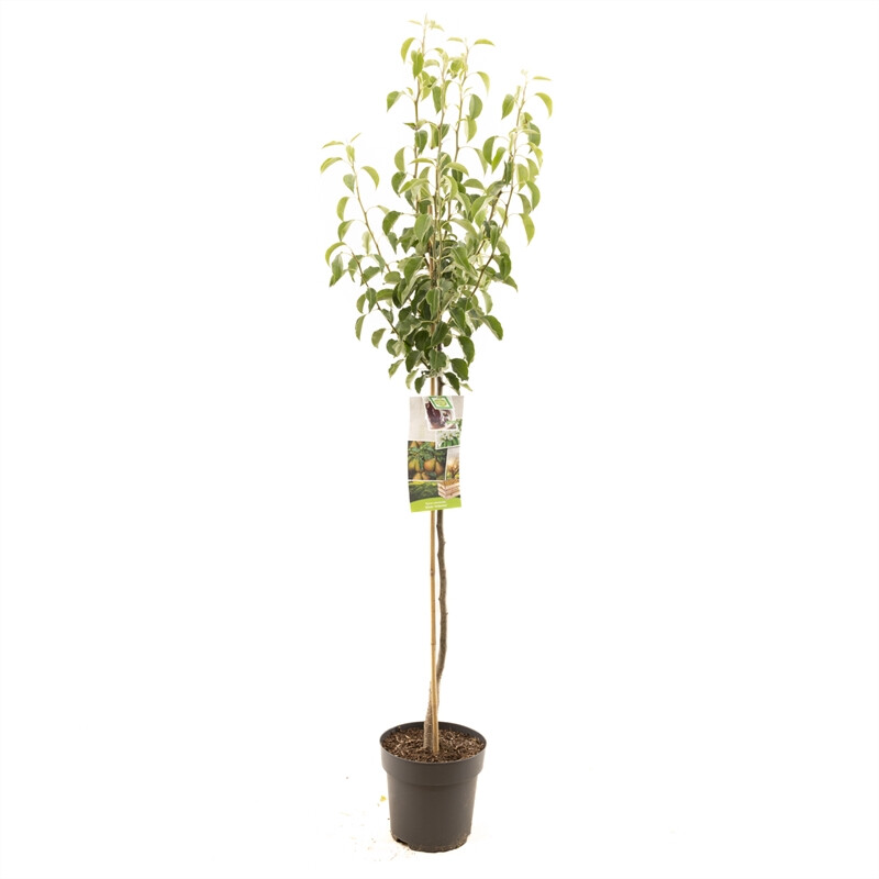 Afbeedling Pyrus comm. Gieser Wildeman halfstam - Spekvoordeel.nl