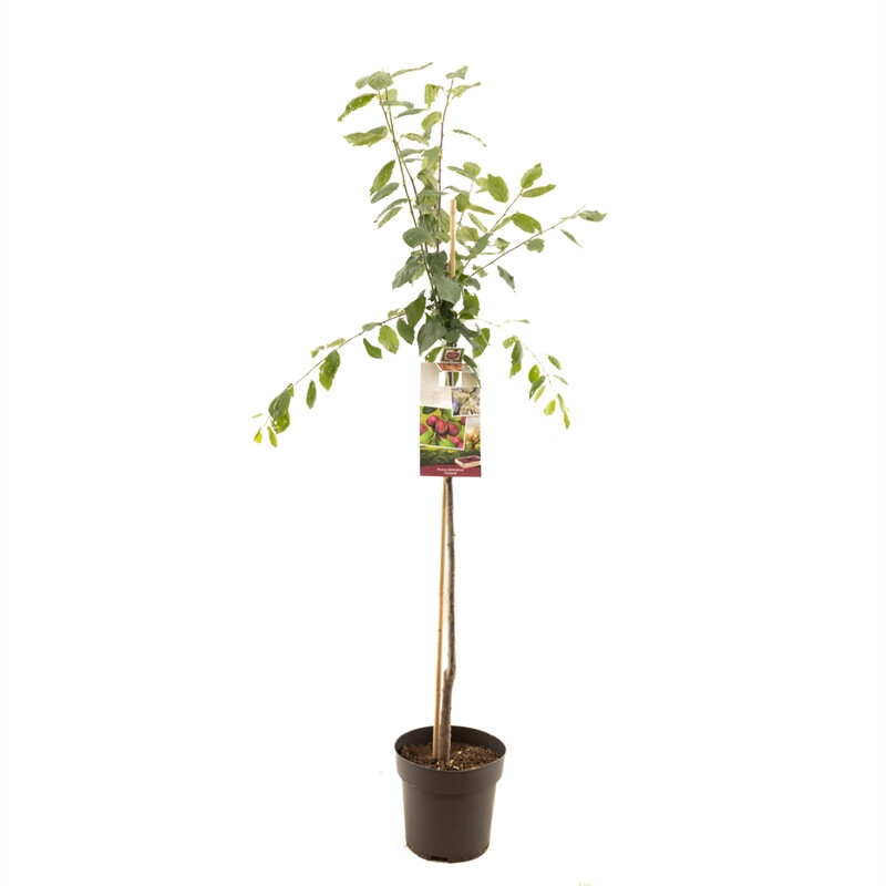 Afbeedling Prunus dom. Victoria halfstam - Spekvoordeel.nl