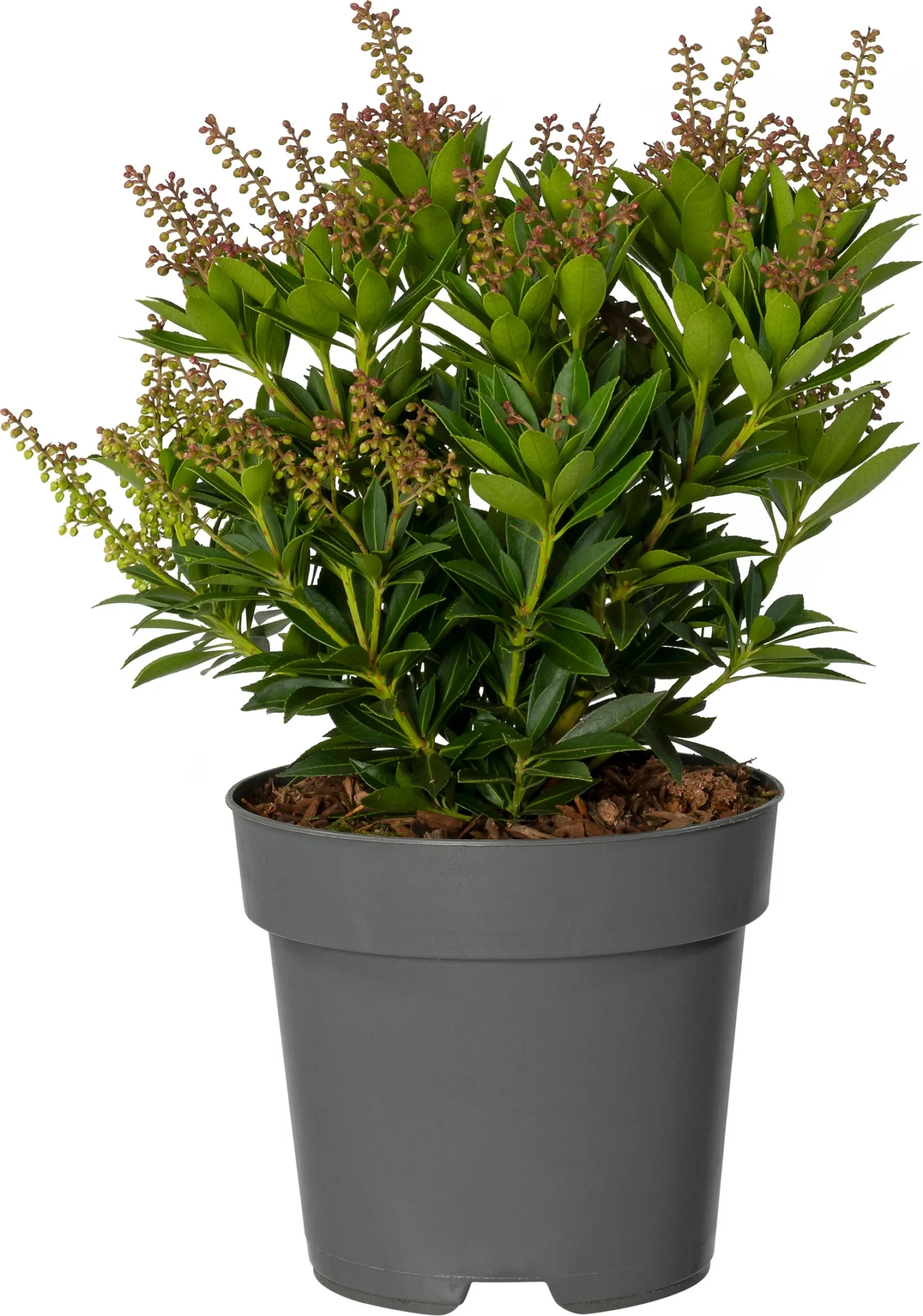 Afbeedling Pieris japonica - Spekvoordeel.nl