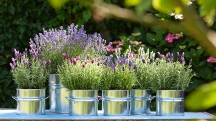 Afbeelding volop-voordelige-vaste-planten - Spekvoordeel.nl