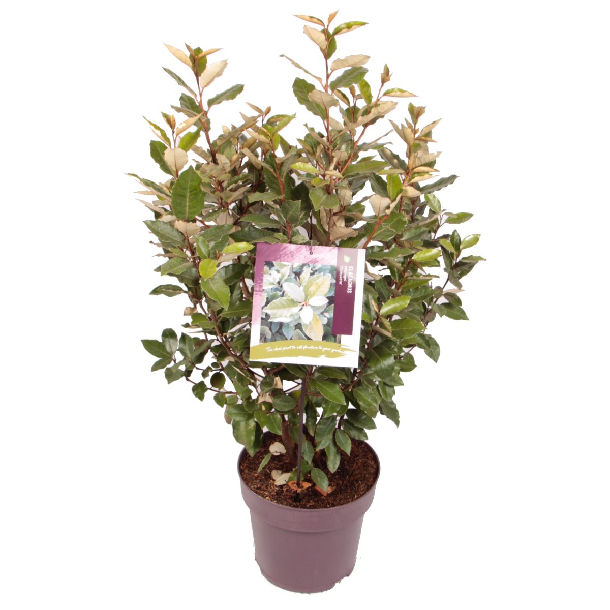 Afbeedling Elaeagnus ebb. ‘Compacta’ - Spekvoordeel.nl