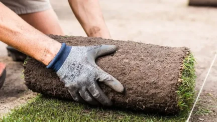 Graszoden bestellen?