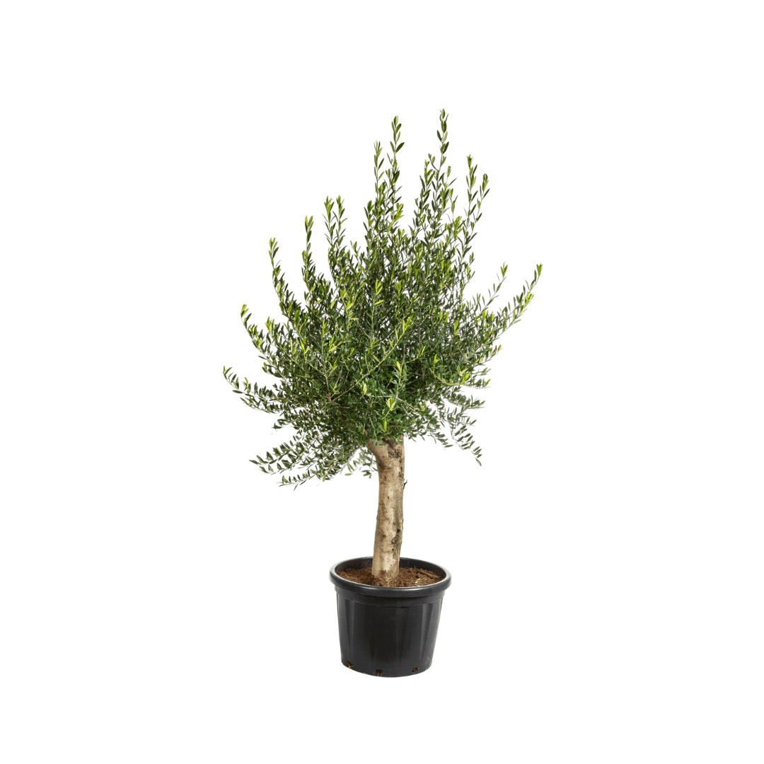 Afbeedling Olijfboom (olea europaea) - Spekvoordeel.nl