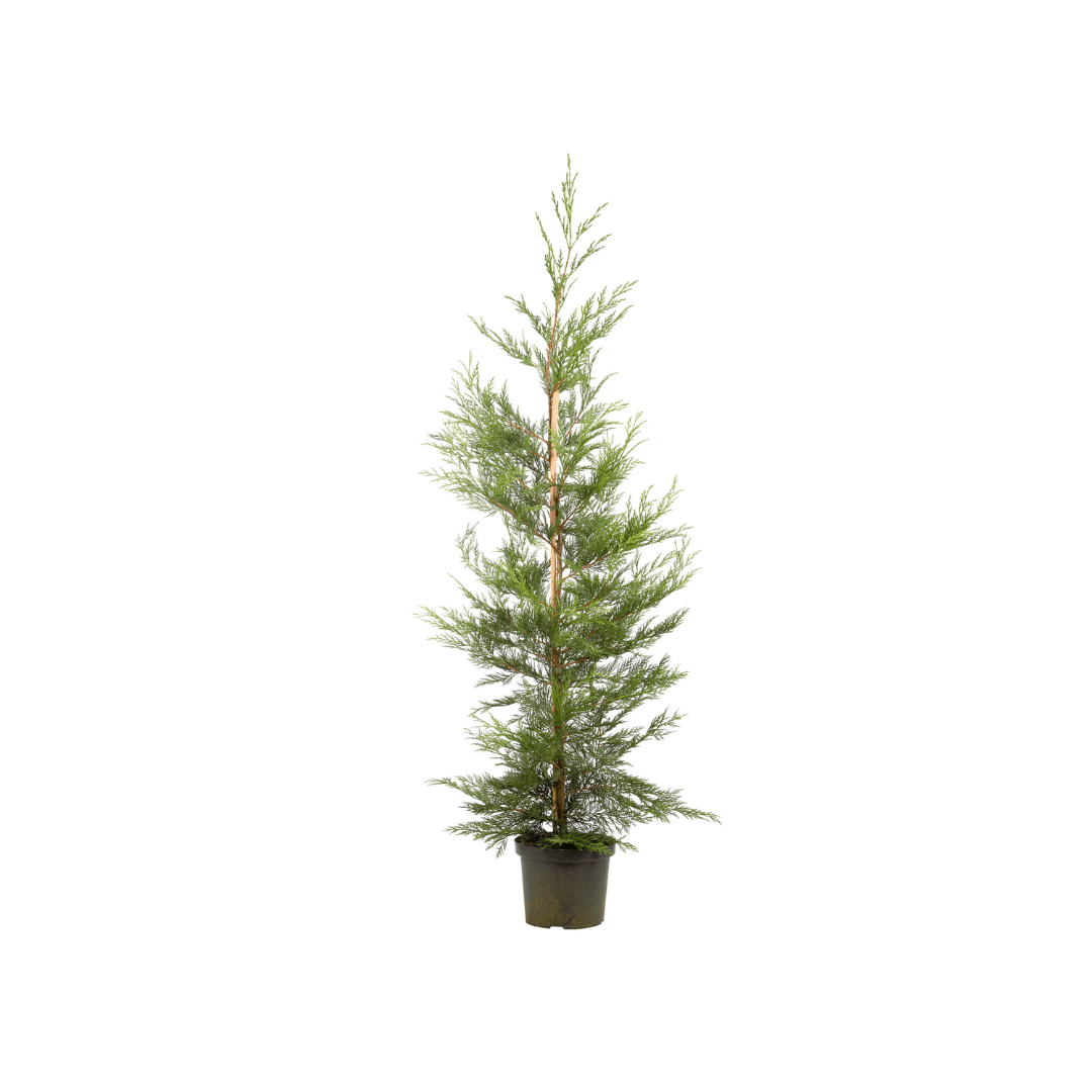 Afbeedling Leylandii - Spekvoordeel.nl