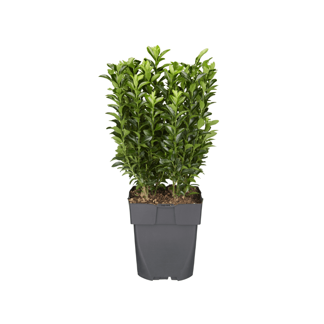 Afbeedling Euonymus (Green Spire) - Spekvoordeel.nl