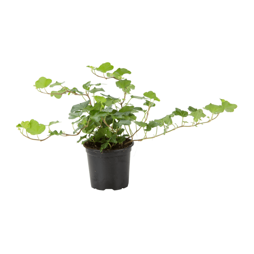 Afbeedling Hedera - Spekvoordeel.nl