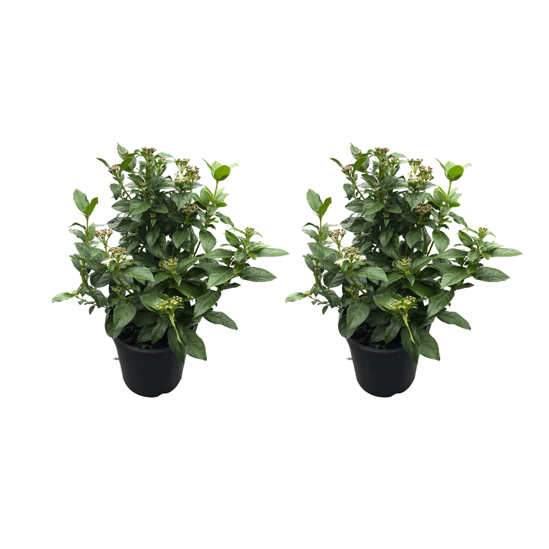 Afbeedling Viburnum (tinus) - Spekvoordeel.nl