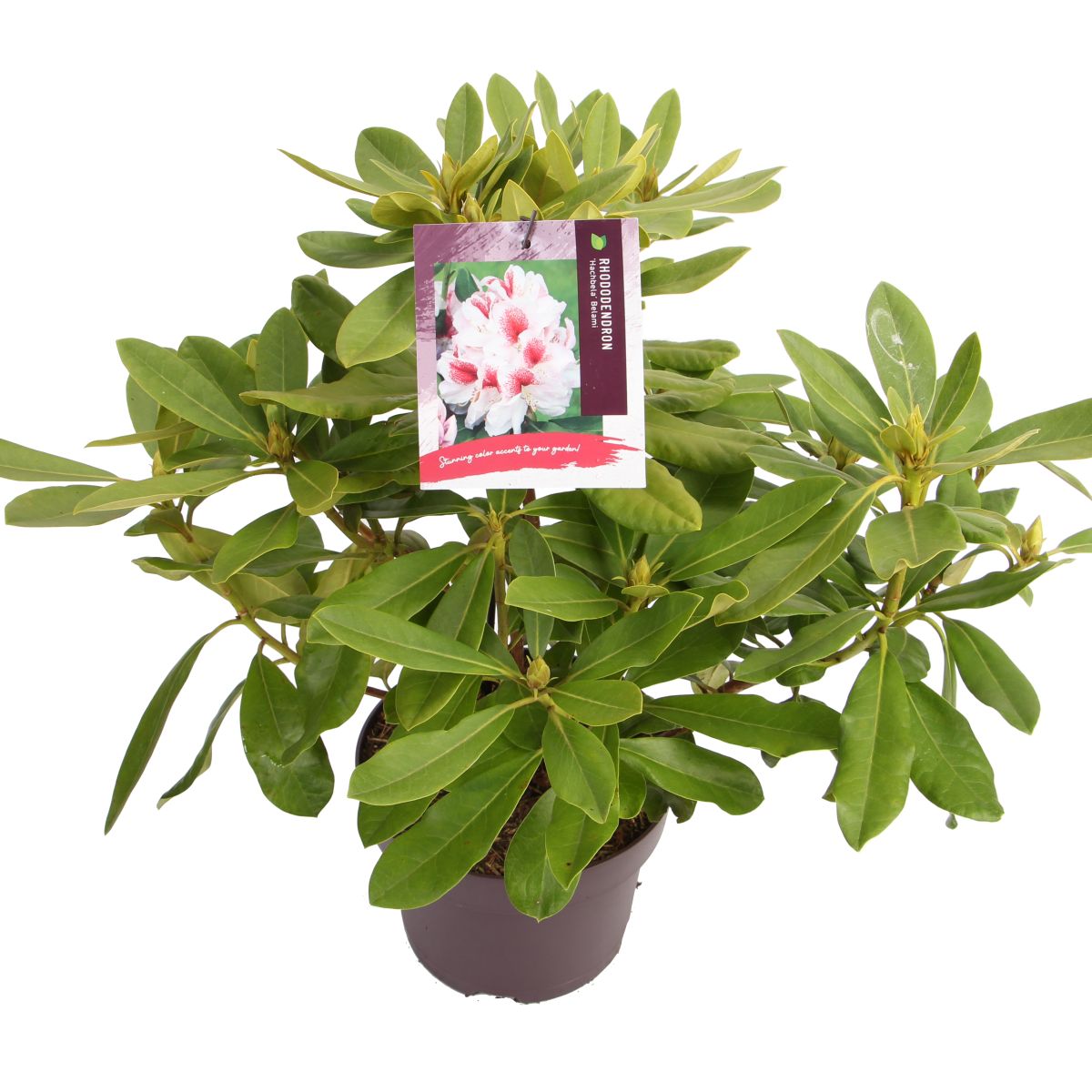 Afbeedling Rhododendron - Spekvoordeel.nl
