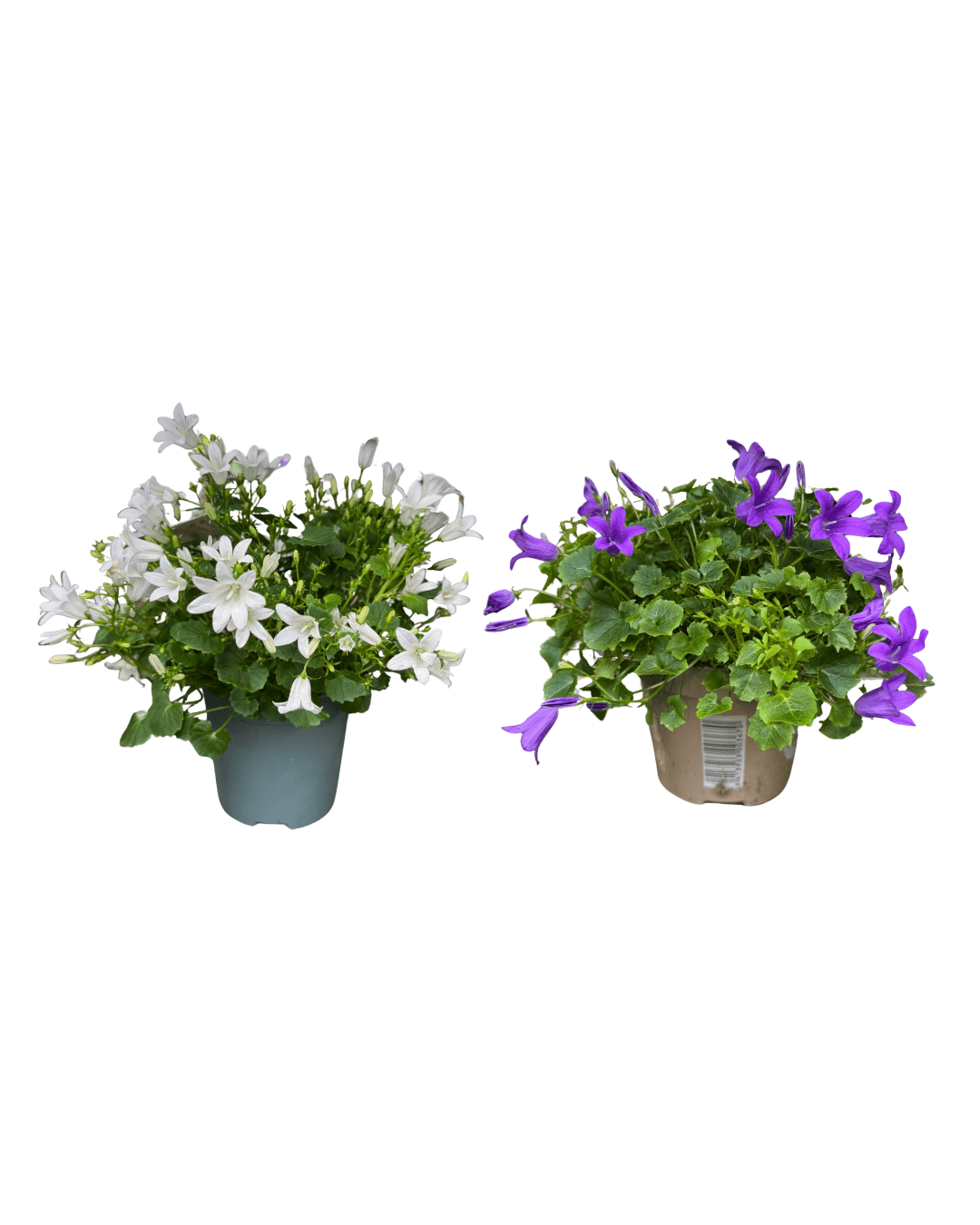 Afbeedling Campanula - Spekvoordeel.nl