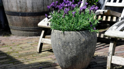 Afbeelding antique - Spekvoordeel.nl