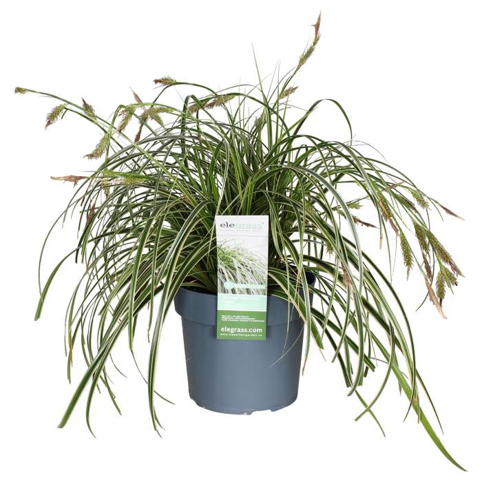 Afbeedling Carex oshimensis ‘Feather Falls’ - Spekvoordeel.nl