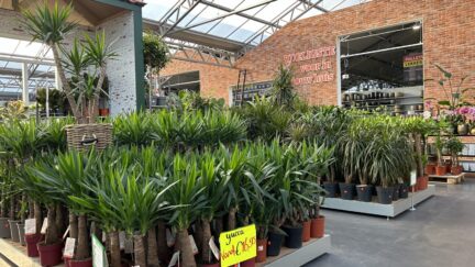Afbeelding kamerplanten - Spekvoordeel.nl