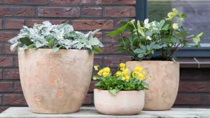 Afbeelding terracota - Spekvoordeel.nl