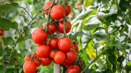 Afbeelding meststoffen-moestuin-mest - Spekvoordeel.nl