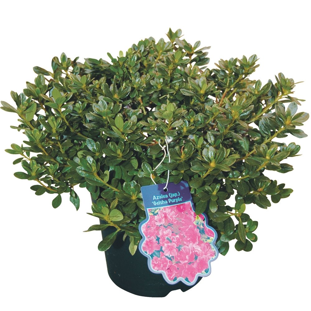 Afbeedling Tuinazalea - Spekvoordeel.nl