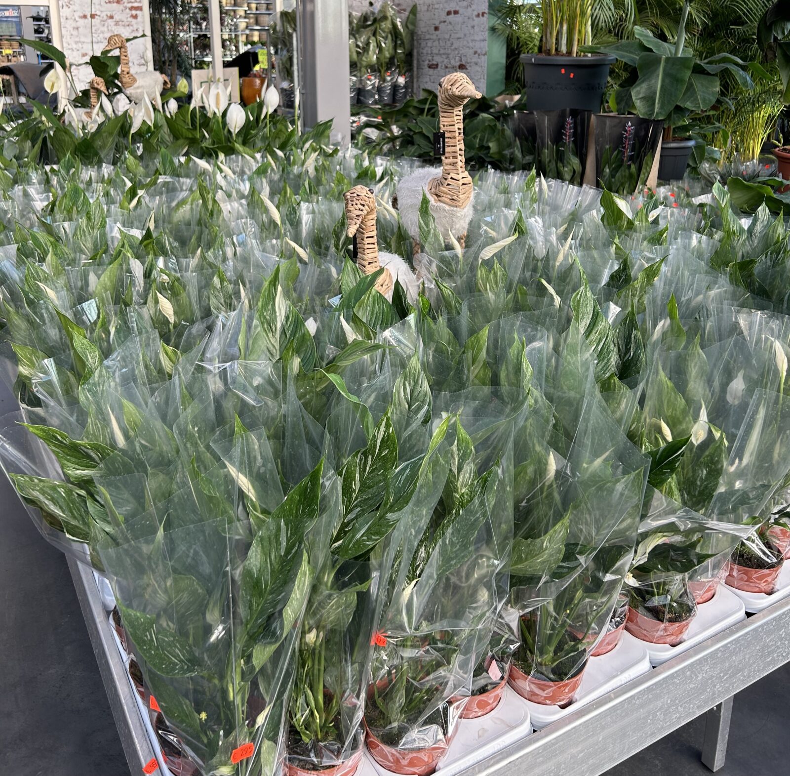 Afbeedling Spathiphyllum - Spekvoordeel.nl