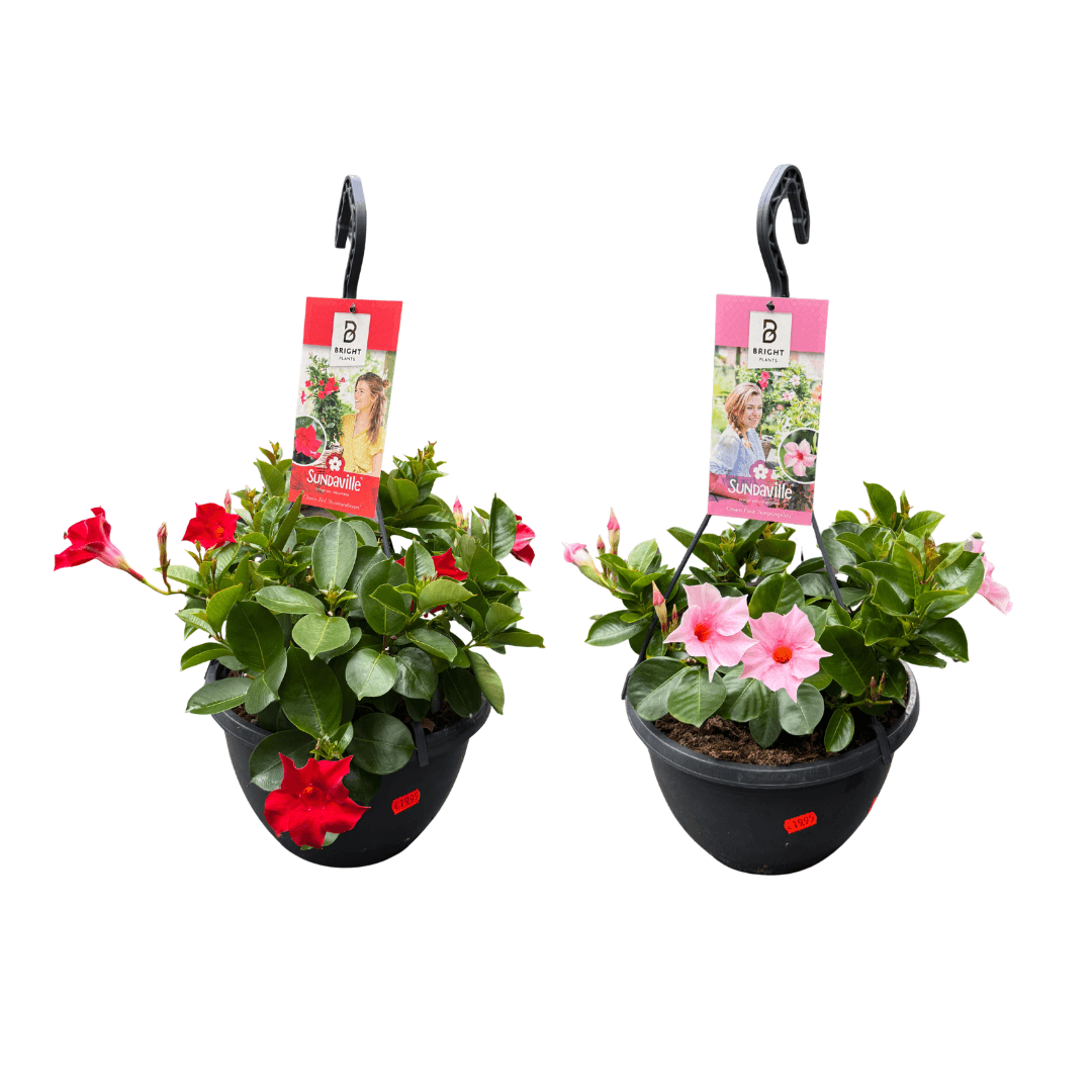 Afbeedling Mandevilla hangpot - Spekvoordeel.nl