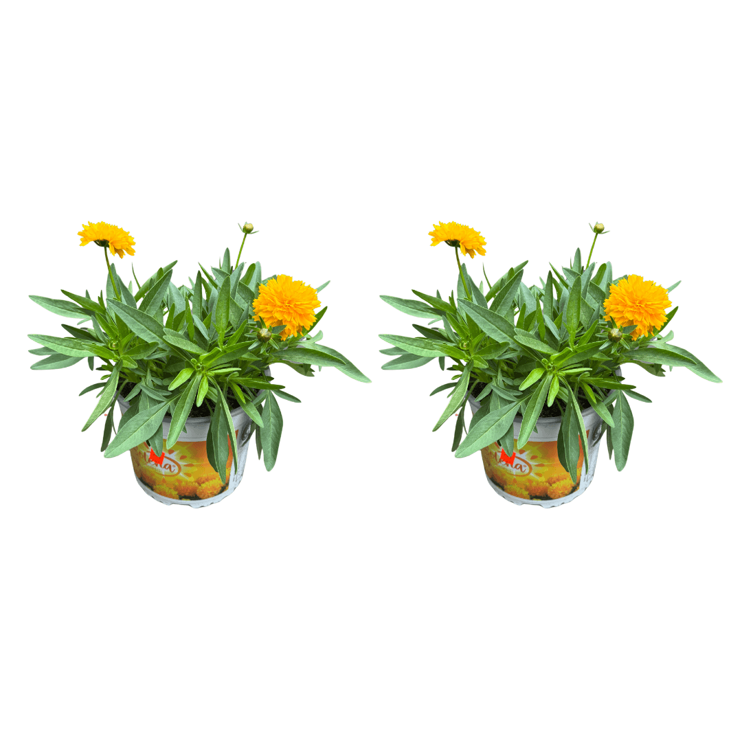 coreopsis
