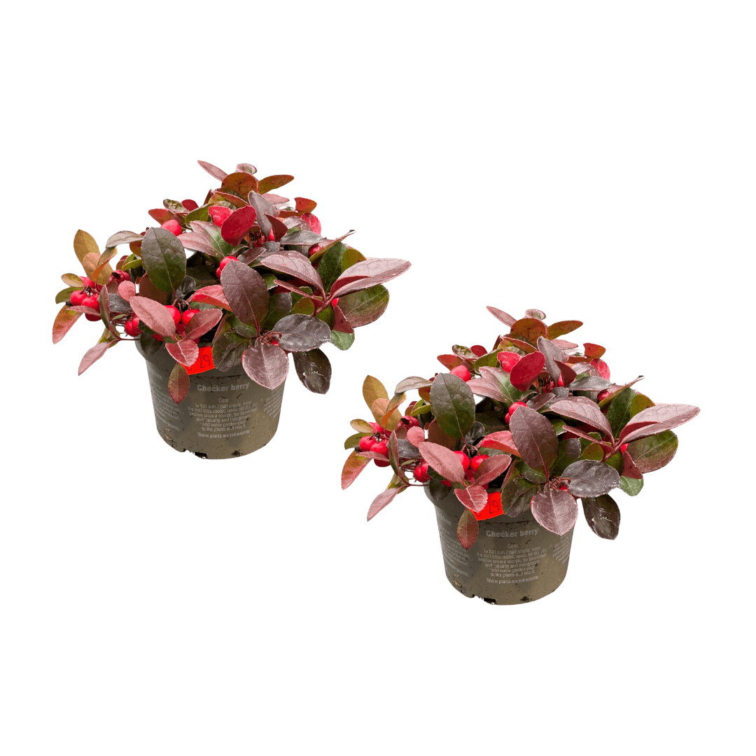 Afbeedling Gaultheria - Spekvoordeel.nl