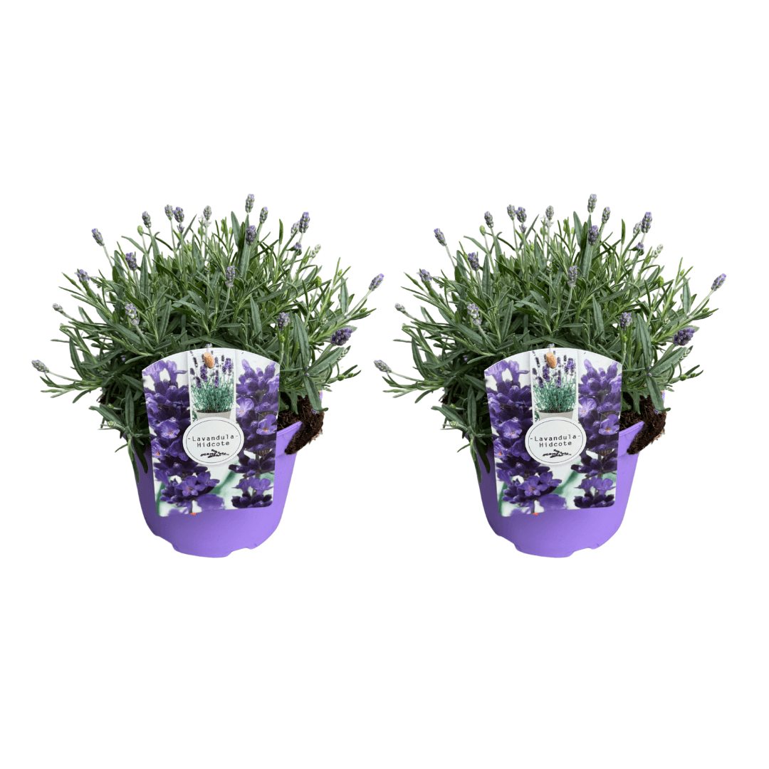 lavendel