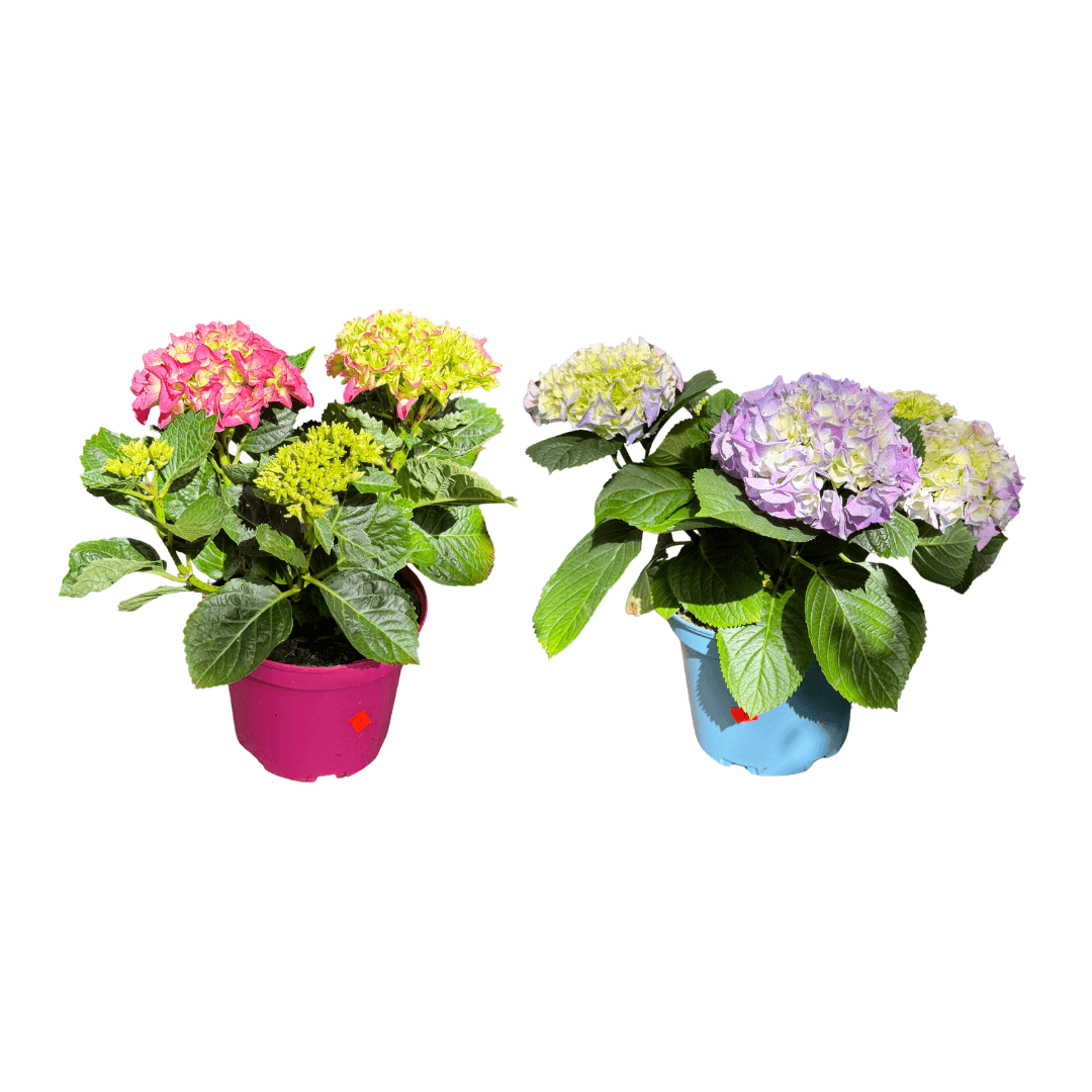 hortensia