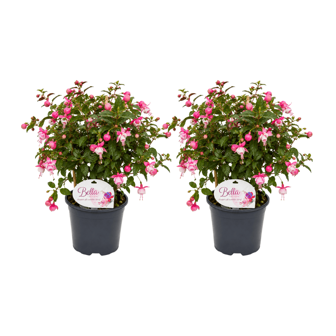 fuchsia