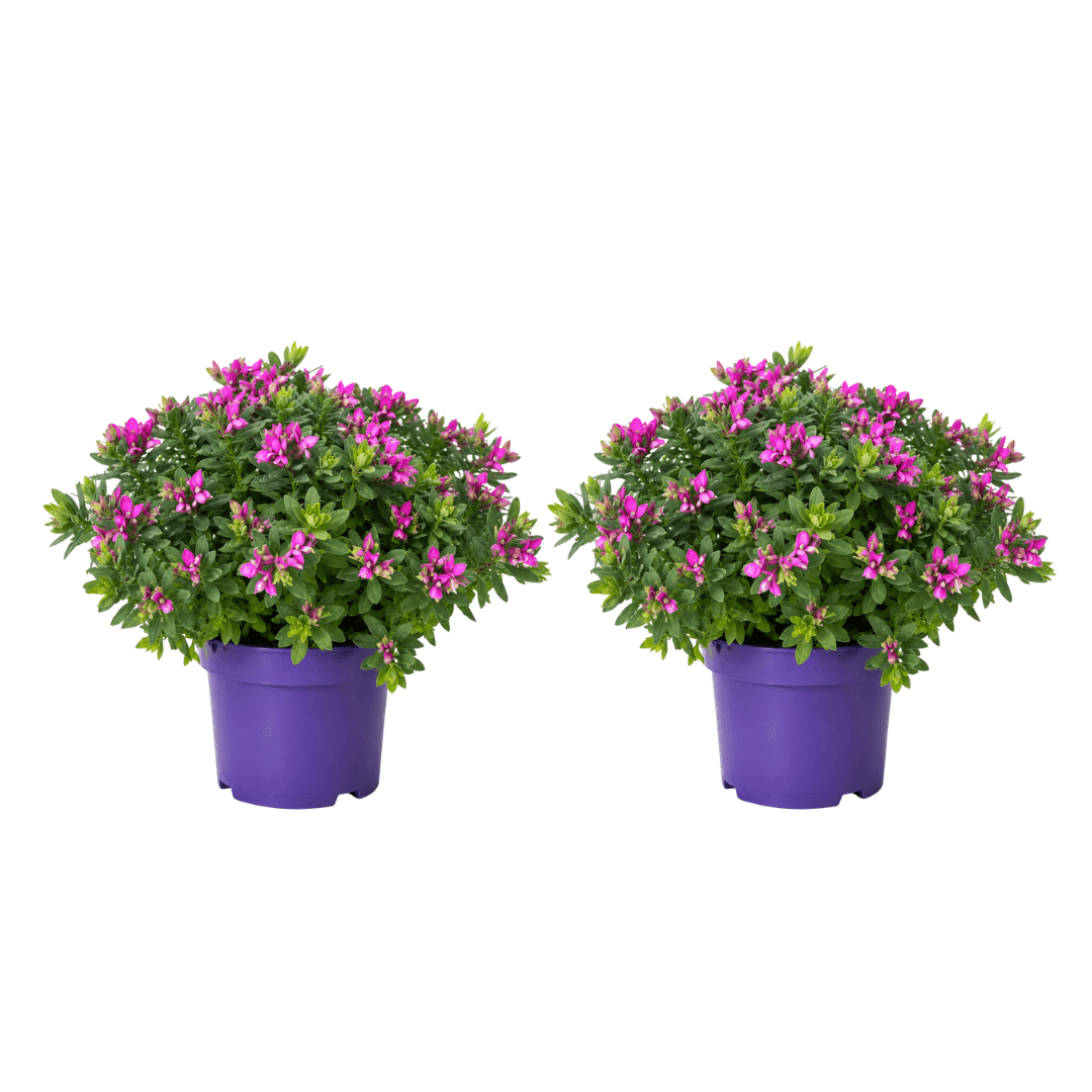 polygala