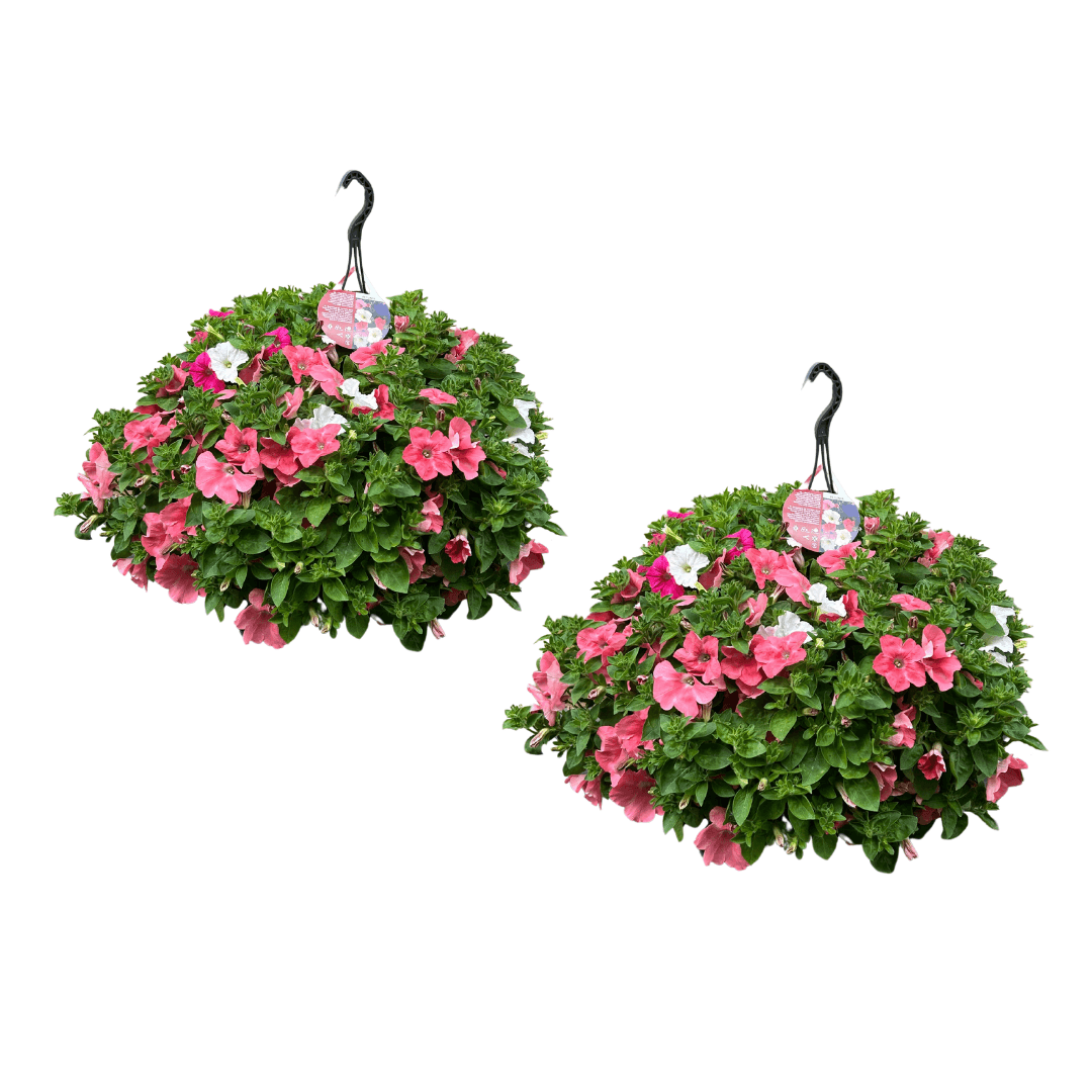 Petunia hangpot XXL - Spektopper! - Van der Spek